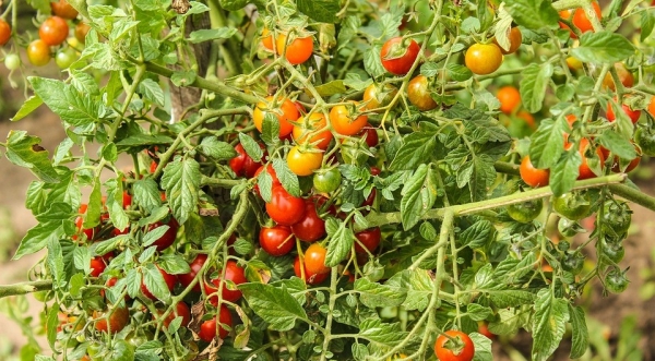 Что сажать после помидоров на следующий год: 6 подходящих культур
