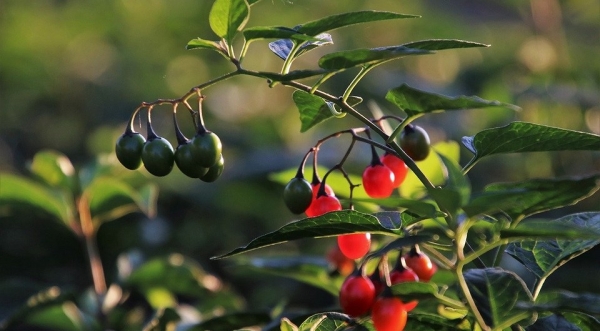 Будьте осторожны: 9 ядовитых ягод в лесу, которые опасны для человека