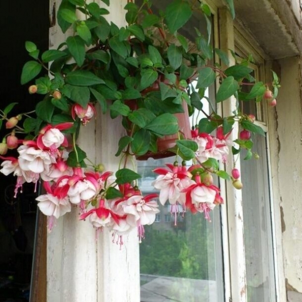 Топ-15 растений и цветов для балкона и лоджии