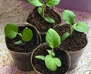 Как правильно выращивать баклажаны в теплице: инструкция дачнику