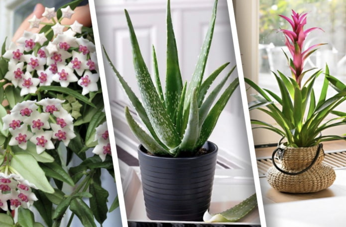 Какие комнатные растение не нужно часто пересаживать?
