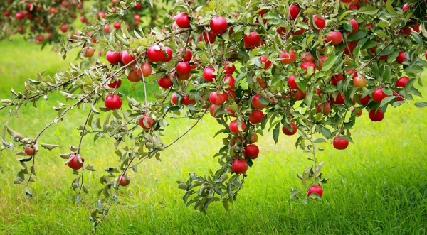 Правильная посадка яблони: подробная инструкция от выбора саженца до ухода за деревом