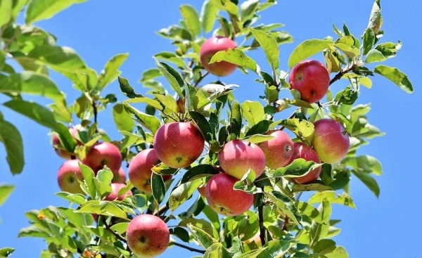Правильная посадка яблони: подробная инструкция от выбора саженца до ухода за деревом