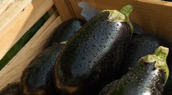 Как правильно выращивать баклажаны в теплице: инструкция дачнику