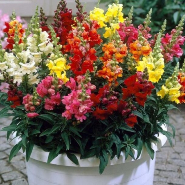 Топ-15 растений и цветов для балкона и лоджии