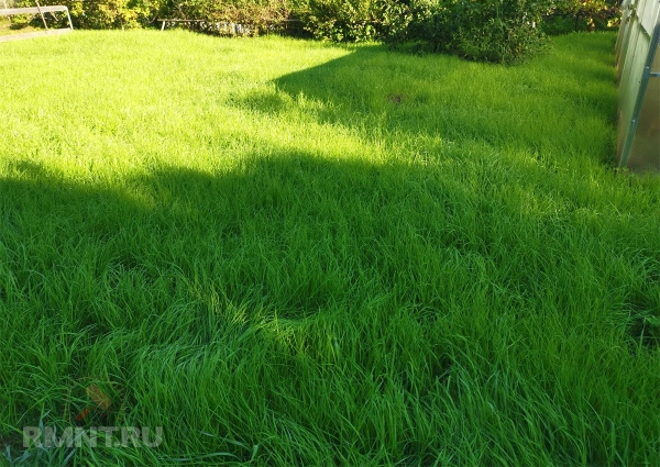





Если во дворе собака — выбираем траву для газона



