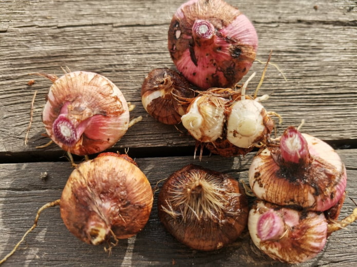 Как правильно хранить луковицы гладиолусов зимой?