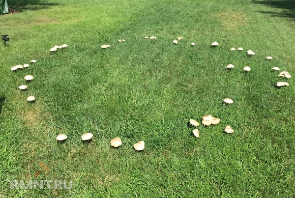 





Как избавиться от грибов на газоне



