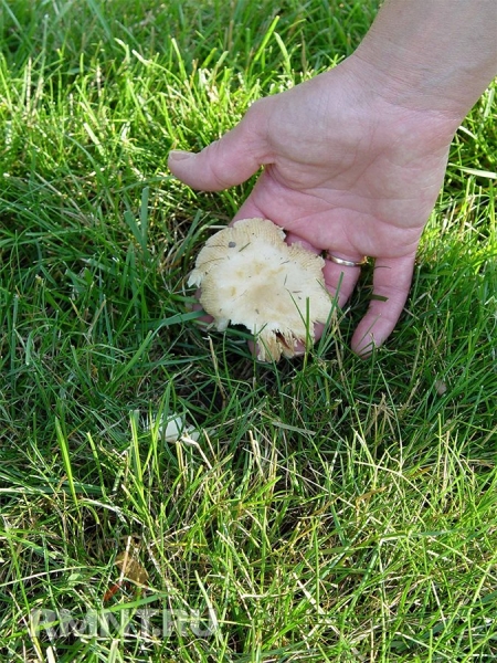 





Как избавиться от грибов на газоне



