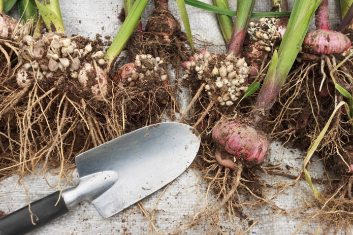 Как правильно хранить луковицы гладиолусов зимой?