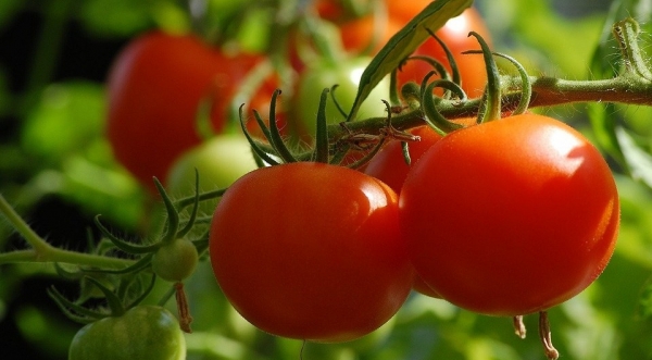 7 самых распространенных болезней томатов: описание и фотографии