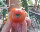 7 самых распространенных болезней томатов: описание и фотографии