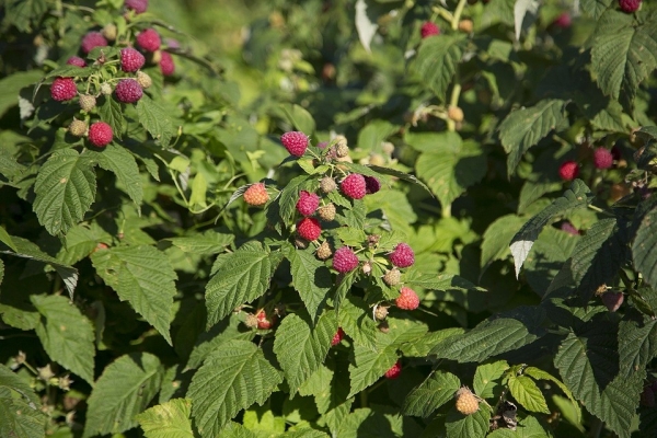 Чем подкормить малину осенью: 7 проверенных средств для хорошего урожая