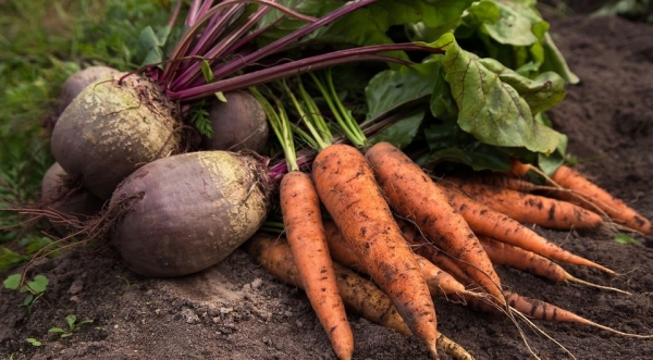 Подсказка для огородника: когда убирать морковь и свеклу с грядок